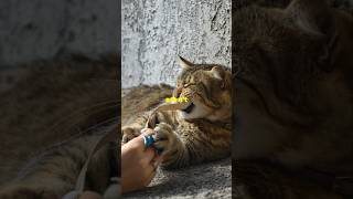 WHY Cats Bite Their Owners ytshorts cats [upl. by Salena945]