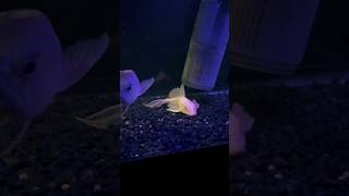 Arowana Killing pleco feedingfish [upl. by Dulcine]