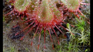 DROSERA BURMANNİİ HONG KONG ŞAŞIRTMA [upl. by Otnas58]