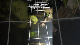 Cuviers Dwarf Caiman recognizes different sounds dwarfcaiman reptiles training [upl. by Og]