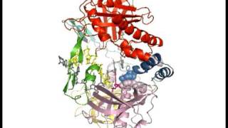 Phi29 DNA Polymerase Nucleotide Incorporation Cycle [upl. by Pirozzo]