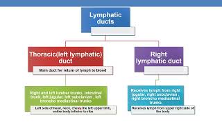 CPT CODING GUIDELINES FOR DIAGNOSTIC RADIOLOGY FOR VASCULAR PROCEDURES VEINS AND LYMPHATICS [upl. by Ziom]