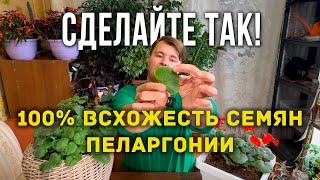 Простой посев пеларгонии Пеларгонии из семян Тонкости выращивания пеларгонии от посева до цветения [upl. by Peggie]