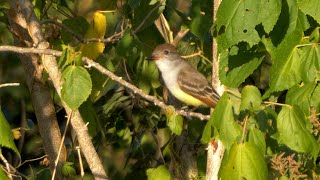 Ashthroated Flycatcher and its Song [upl. by Dailey]