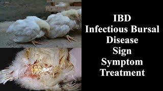 IBD Infectious Bursal Disease in Poultry [upl. by Maggy631]