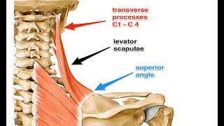 Two Minutes of Anatomy Levator Scapula [upl. by Riba]