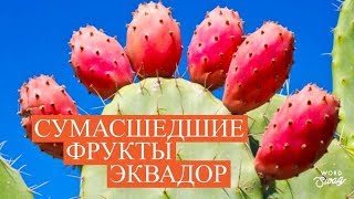 Обзор фруктов ЭКВАДОР 1  ТОП10 полезных фруктов [upl. by Benedetto196]