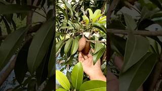 ট্রপের মধ্যে সপেদা ফলের চাষ roofgarden সপেদা fruit shorts viralvideos tending [upl. by Airdnat901]