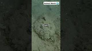 The Deadly Stonefish  Natures Master of Disguise facts shorts fish viralvideo [upl. by Elaine]