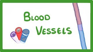 GCSE Biology  Blood Vessels 24 [upl. by Ehud809]