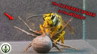 ¡AMAZING ENCOUNTER WASP and Crab Spider REVEAL NEVER Seen Skills [upl. by Tirreg]