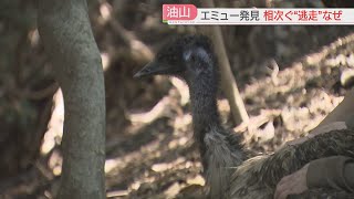 【続報】登山者が油山でエミューを発見 飼い主のもとに戻る「垂直跳びで2メートル」ジャンプ力で柵を越えた？ 福岡 [upl. by Reitrac]