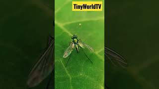 Longlegged fly  Shorts  Tiny World TV [upl. by Bigod]