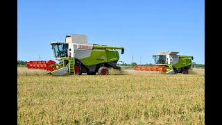 Entreprise Canivez a la moisson de froments bio avec une Lexion 650 et 670 Terratrac [upl. by Wystand]