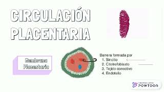 Circulación de la placenta [upl. by Cantone912]