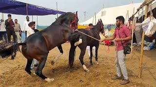 Horse first time meeting successfully  how to horse meeting  watch till the end [upl. by Madi]