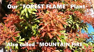 Our Giant and Blazing “Forest Flame” Plant [upl. by Salta]