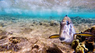 РИБАХІРУРГ АТАКУЄ КАМЕРУ SURGEON FISH ATTACKS THE CAMERA [upl. by Olotrab]