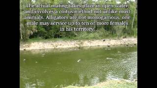 Love is in the Air Sights amp Sounds of Alligator Mating Season at Big Cypress [upl. by Waylen]