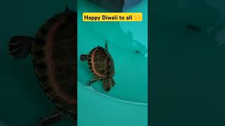 beeni or sinju ki taraf se happy diwali 🥰  kachhuaa ki video  short [upl. by Eceerahs]