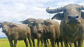 How to call wild buffalo and herd fat buffalo video buffalo [upl. by Market]