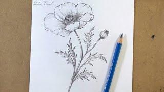 POPPY FLOWER Drawing Made Easy in Just 10 Minutes [upl. by Ekul]