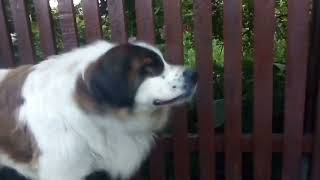 Video Cute Dog Moscow Watchdog [upl. by Akaenahs]