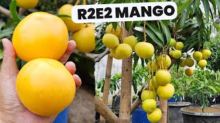 r2e2 mango taste review [upl. by Nalo]