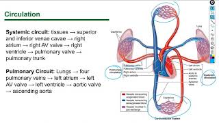 Histology Lecture Circulatory System [upl. by Januisz]