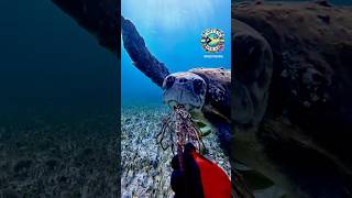 Feeding this gentle giant 🐢 turtle spinylobster underwaterlife adventure adrenalinerush dive [upl. by Nivahb]