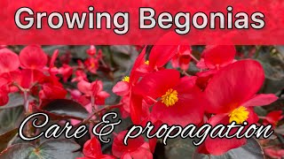 Begonia plant care  How to grow and Propagate Begonias  Tropical Plant care  Begonia Flower [upl. by Sile]