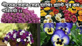 ডিসেম্বর মাসে লাগানোর মতো সেরার সেরা হাঙ্গিং প্ল্যান্ট। winter hanging plants  gardening tips [upl. by Aelak138]