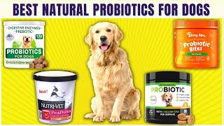 7 Best Probiotics for Dogs🐶Vet Recommended Natural Probiotics [upl. by Drus]