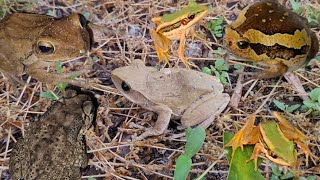 Catching Green Tree frogs Big Eyes Frog [upl. by Bodwell]