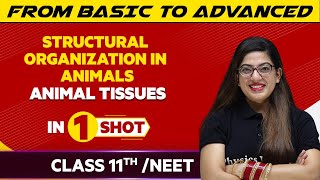 Structural Organization in Animals Animal Tissues in One Shot  NEETClass 11th Boards [upl. by Isa726]