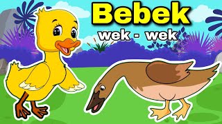 Bebek wek wek wek Lagu Anak Anak Bebek Nyosor Dan Ayam Berkokok [upl. by Ynove]