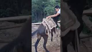 The process of installing the wood saddle for the horse [upl. by Wolfgram]