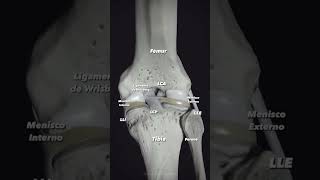 Biomecánica de los Meniscos y del LCP [upl. by Thenna]