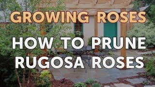 How to Prune Rugosa Roses [upl. by Jakie]