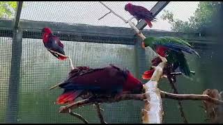 Shower time for the Eclectus Parrots at Paradise Park Cornwall [upl. by Ylrebmik]