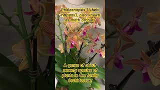 Moth Orchids or Phalaenopsis ˌfælɪˈnɒpsɪs There are Seventy species in the family Orchidacea [upl. by Port]