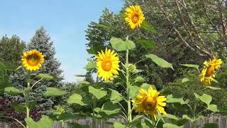 TimeLapse Growing Giant Sunflowers in Backyard Garden Ohio [upl. by Cecelia]