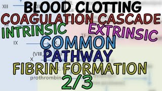 Blood Clotting 23  Coagulation Cascade Intrinsic Extrinsic and Common Pathway  Fibrin Formation [upl. by Boris]