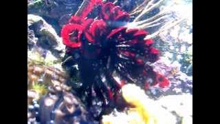 Red feather star Class Crinoidea [upl. by Cohlier]