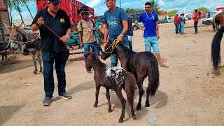 PÔNEIS Á VENDA NA FEIRA DE CAVALO DE CARUARU PE [upl. by Anrak]