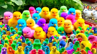 Cute Animals Rainbow Chicken Duck Rabbit Cow Fish Lion Elephant Turtle Dog Cat Tiger [upl. by Meraree]