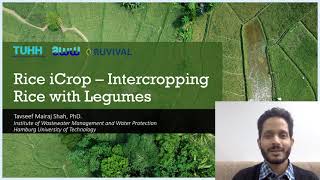 Rice iCrop  Intercropping Rice and Legumes [upl. by Bascomb207]