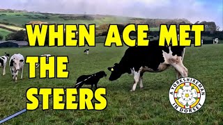 103 When Ace met a Herd of Steers  27 Oct 24 [upl. by Veator114]