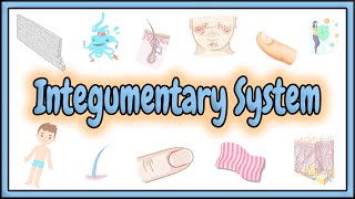 39 The Integumentary System What It Is and How It Works [upl. by Arnon]