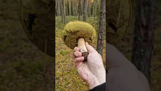 Picking Wild Edible Mushrooms of the Forest Boletus Russula amp Suillus variegatus [upl. by Scherman720]